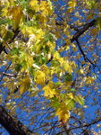 IMG_0739m