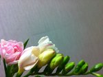 iphone photo 350