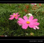 DSCN0563R