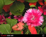 DSCN0588R