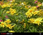DSCN0589R