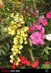 DSCN0598