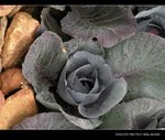 DSCN0614