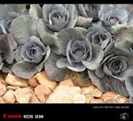 DSCN0615