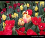 DSCN0642
