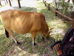 石壁落車，有牛牛陪住整理行裝