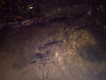 夜晚去水源先發現，原來水池入面有兩條魚，重要係幾大條