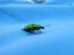 生物堂時間 , 昆蟲面面觀