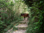 牛牛擋路 , 我等左佢分幾兩分鐘佢先讓路