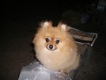 我地露營時既吉祥獸比比