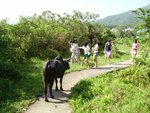 途中遇上眼神凶惡牛牛攔路 , 各人均不敢跟牛牛正面衝突