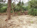 幾個禮拜前颱風吹斷營地唔少大樹 , 大量鋸斷樹幹未及清理