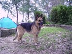 神犬拉西 !!! 唔係我地帶黎既 , 佢只係路過