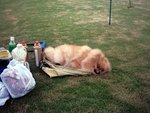 這叫做「狗攤屍」 , 比比實在太累了 ｚｚｚｚ