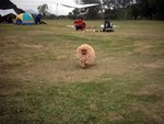 明顯地比比唔太願走 , 咁大個草地可以比佢喪跑