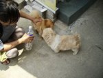 經過"新惠和"門口 , 津津立即發現了比比
