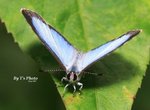 長尾藍灰蝶 1