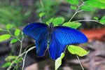 藍鳳蝶