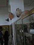 Jordan Archaeological Museum 安曼市考古博物館 (041)