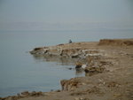 Dead Sea 死海 (048)