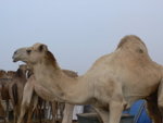 Camel Market 駱駝市場 (03)