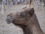 Camel Market 駱駝市場 (04)