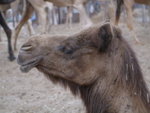 Camel Market 駱駝市場 (05)