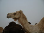 Camel Market 駱駝市場 (06)