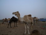 Camel Market 駱駝市場 (07)