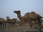 Camel Market 駱駝市場 (08)