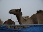 Camel Market 駱駝市場 (09)