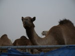Camel Market 駱駝市場 (10)