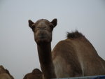 Camel Market 駱駝市場 (11)