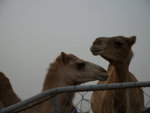 Camel Market 駱駝市場 (12)
