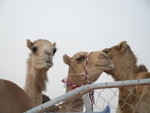 Camel Market 駱駝市場 (13)
