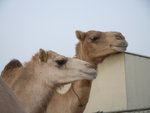 Camel Market 駱駝市場 (14)
