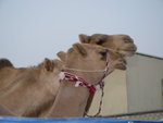 Camel Market 駱駝市場 (15)
