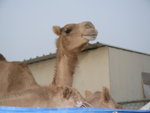 Camel Market 駱駝市場 (16)