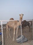Camel Market 駱駝市場 (17)
