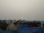 Camel Market 駱駝市場 (19)