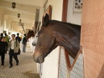 Racing and Equestrian Club 馬術俱樂部 (21)