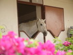 Racing and Equestrian Club 馬術俱樂部 (25)