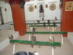 Bird Center 寵物鷹交易中心 (05)
