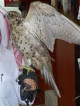 Bird Center 寵物鷹交易中心 (17)