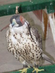 Bird Center 寵物鷹交易中心 (23)
