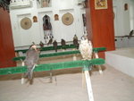 Bird Center 寵物鷹交易中心 (26)