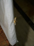 Grasshopper 草蜢