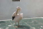 Pelican 塘鵝