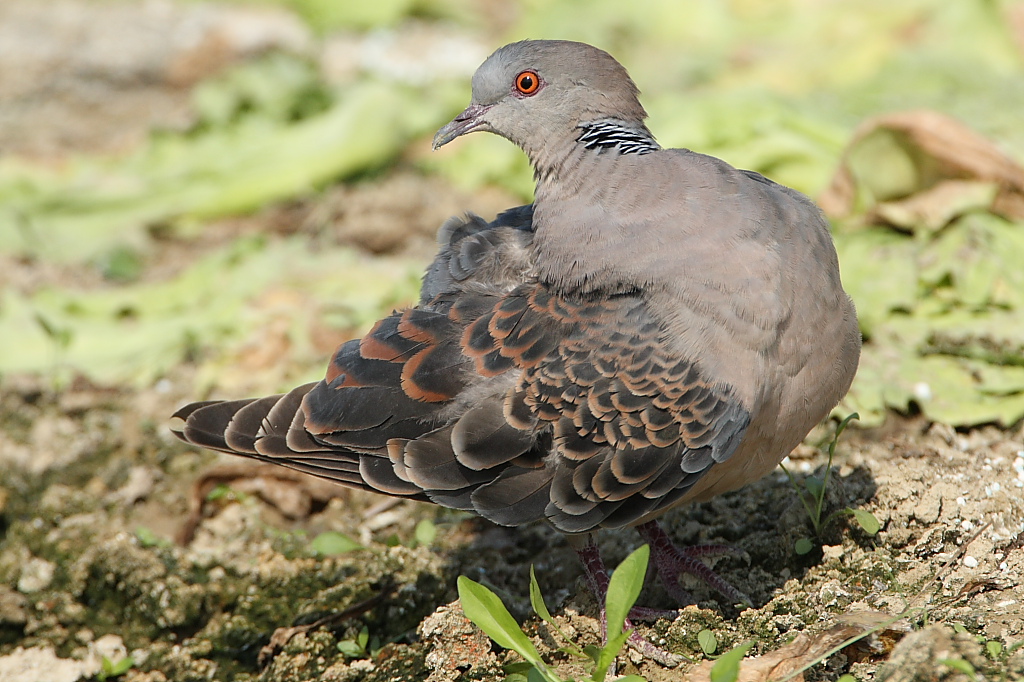 山班鸠 oriental turtle dove