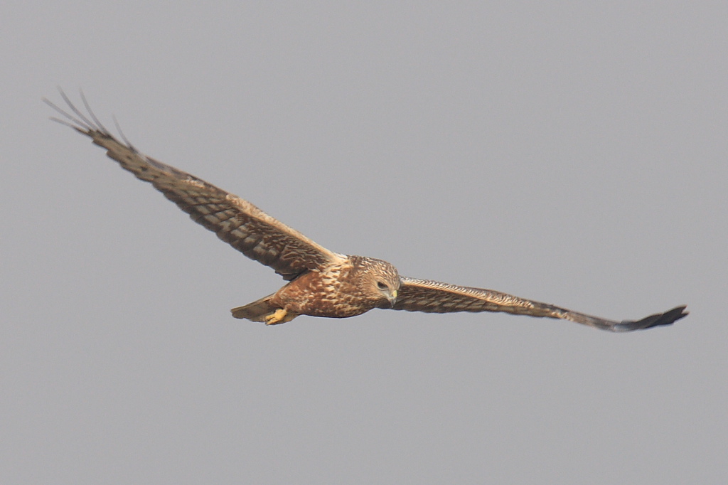 泽鹞eastern marsh harrier